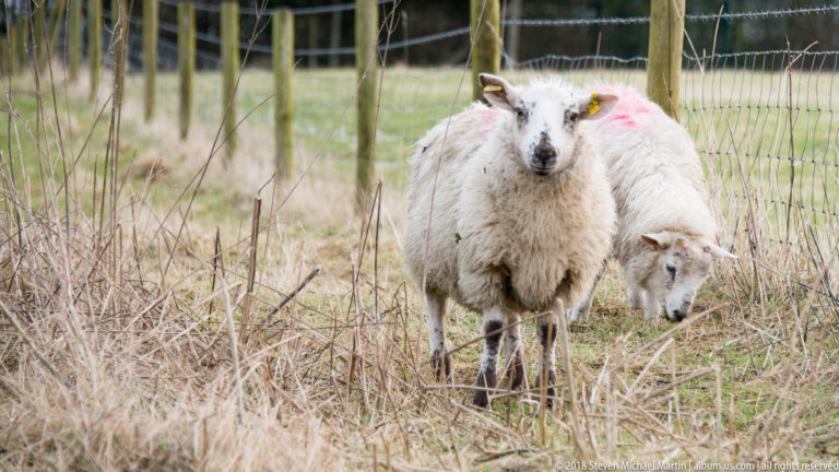 Two white sheep beside wire fencing, one facing the camera with yellow ear tags and a pink fleece mark.
