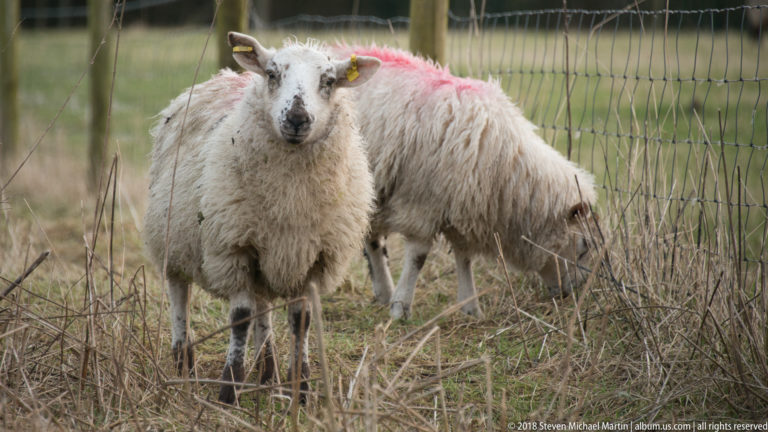 Close view of a white sheep with yellow ear tags and a pink marking, with another sheep grazing behind.