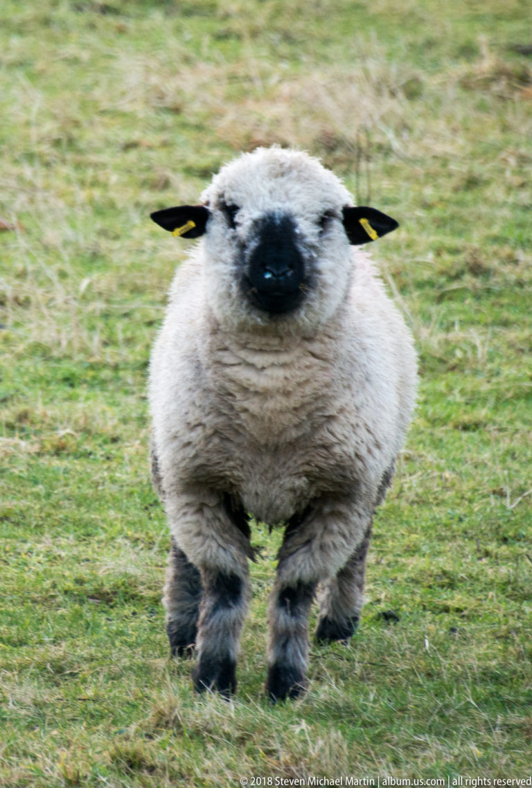 White sheep running toward the camera across grass, with yellow ear tags and slight motion blur.