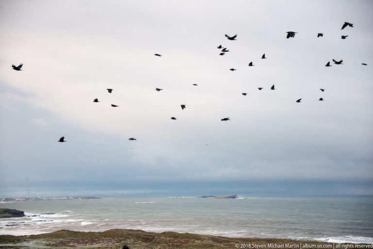 Scattered flock of dark birds flying above gray sea, white surf, and low coastal headlands.