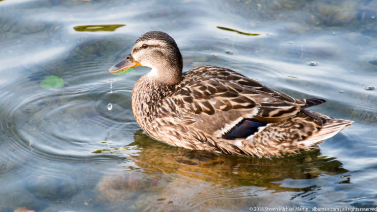Female mallard swimming through reflective rippled water, with mottled brown plumage and blue wing speculum visible.
