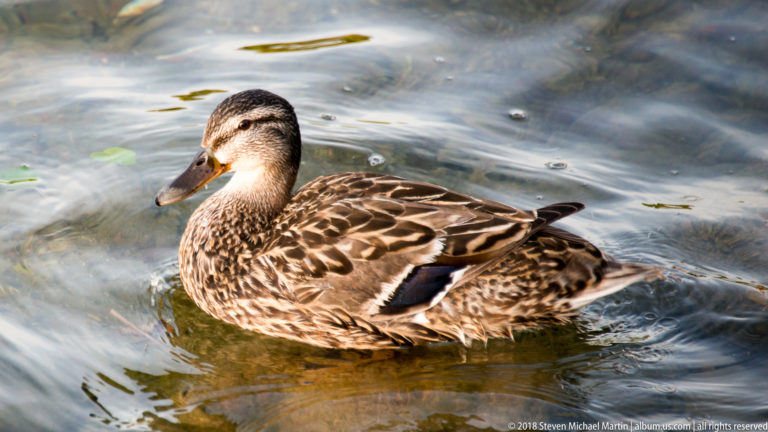 Female mallard floating on rippled water, showing mottled brown plumage, orange-brown bill, and blue wing speculum.