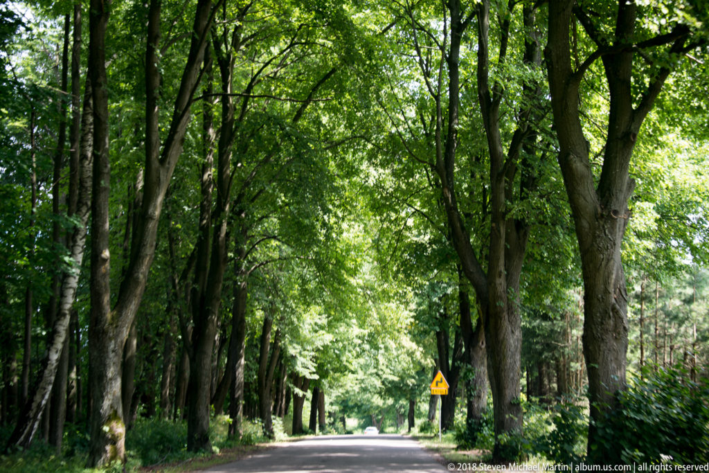 Narrow paved road extending beneath a dense canopy of mature trees through the wooded Wolf’s Lair site.