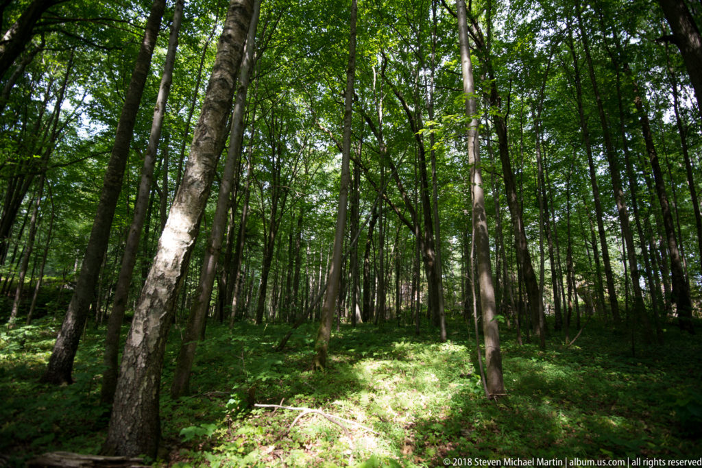 Sunlit birch and deciduous woodland with dense green understory inside the Wolf’s Lair site.