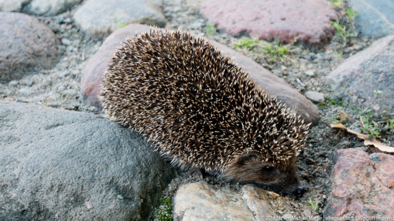 Small brown hedgehog with dense spines walking over soil and stones near castle grounds