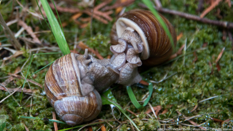 Two large brown-banded land snails touching among grass, moss, and leaf litter.