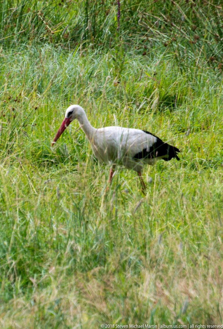 White stork walking in profile through tall green meadow grass, with black wing feathers and a long red bill.