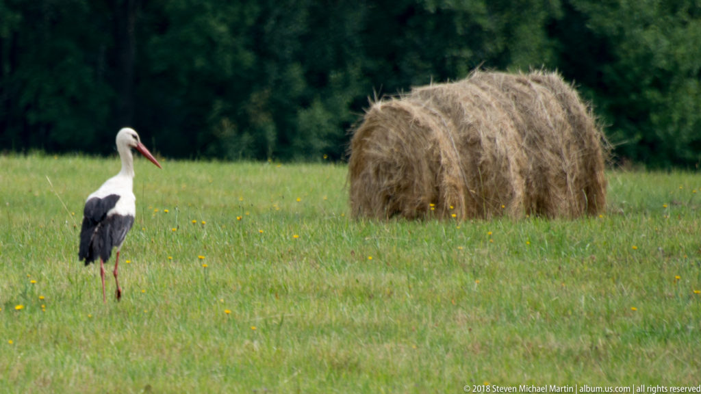 White stork standing in a green meadow beside a large rounded haystack, with dark trees in the background.
