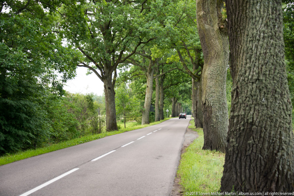 Curving rural road lined with mature trees, including a massive foreground trunk and a small car in the distance.