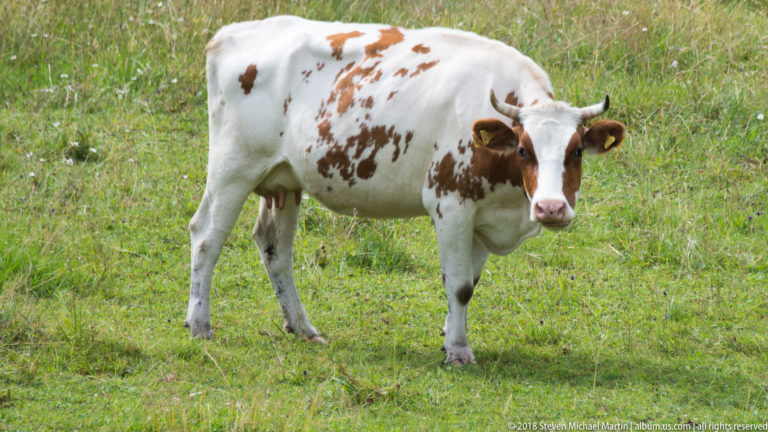 Brown-and-white horned cow standing in a grassy meadow and facing the camera.