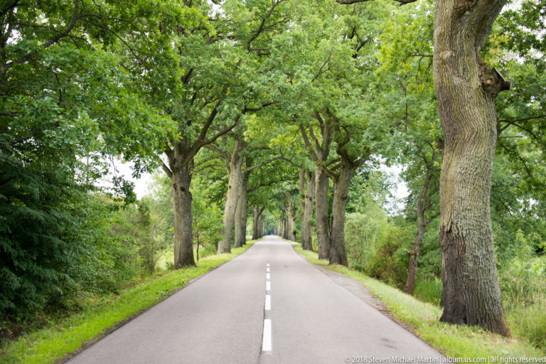 Straight two-lane rural road lined closely by mature deciduous trees, with hedges and fields extending into the distance.