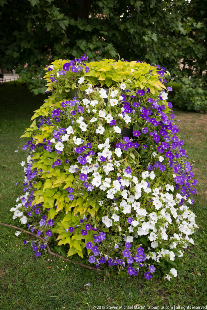 Mounded flower bed of purple and white blossoms mixed with bright green foliage on a lawn.