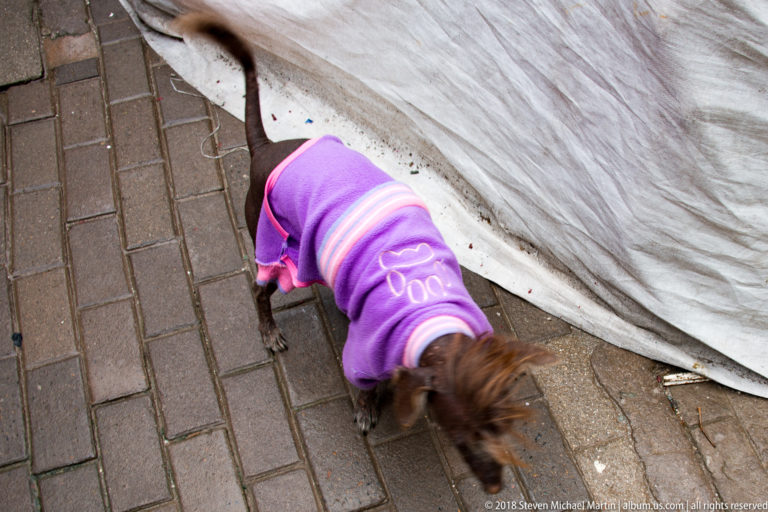 Small long-haired brown dog in a purple sweater walking beside a white fabric barrier on brick pavement.