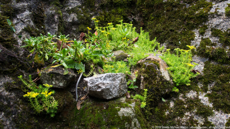 Small green plants and yellow flowers growing among moss-covered rocks in a shaded garden setting.