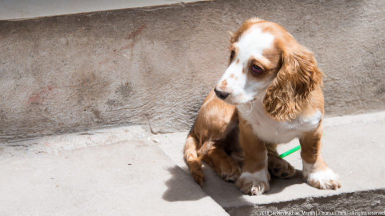 Small brown-and-white long-eared dog sitting in strong sunlight beside a rough concrete wall.
