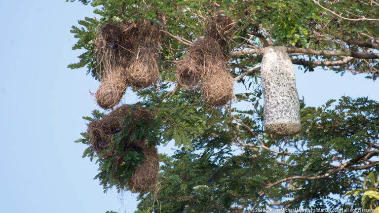 Clusters of long woven oropendola nests hanging from leafy canopy branches beside a pale lichen-covered trunk.