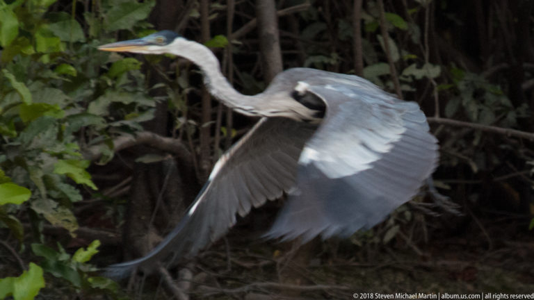 Cocoi heron flying through dark riverside vegetation with gray wings spread and long neck folded back.