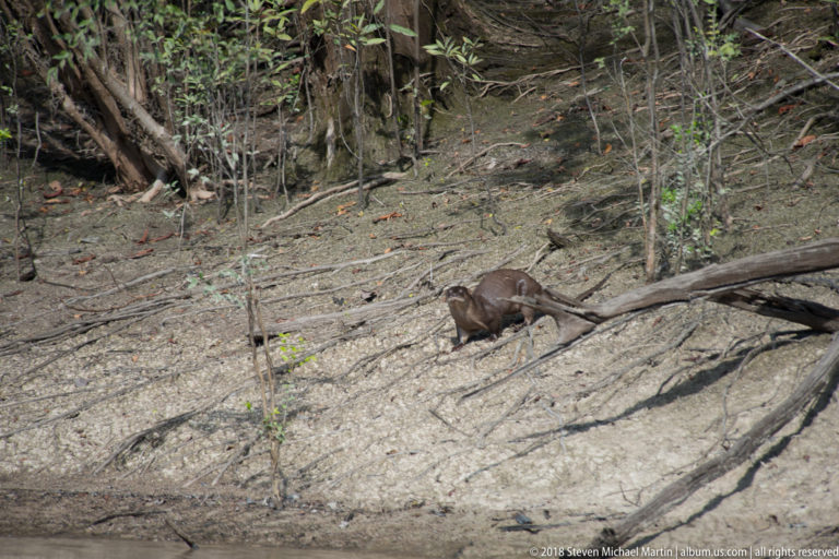 Neotropical river otter walking across a steep sandy riverbank beneath exposed roots and fallen branches.