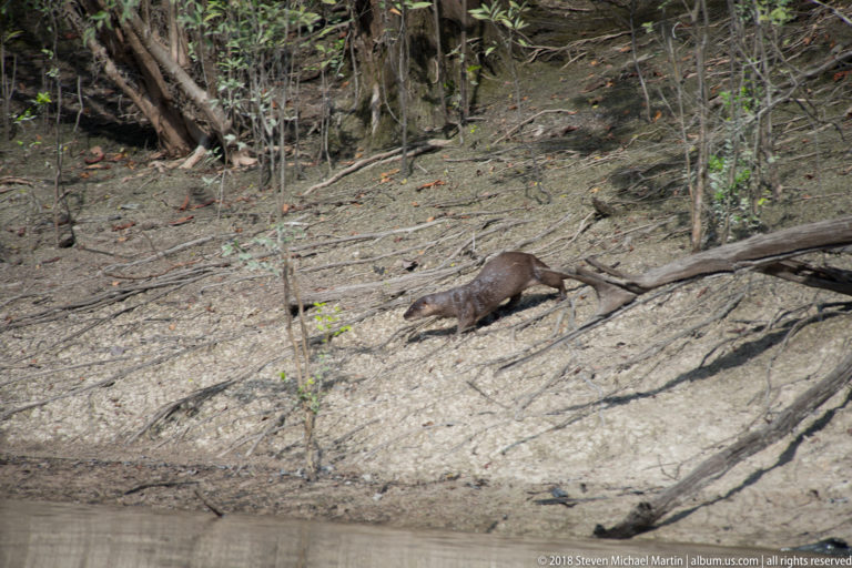 Distant Neotropical river otter moving across a broad muddy riverbank scattered with fallen branches and sparse vegetation.