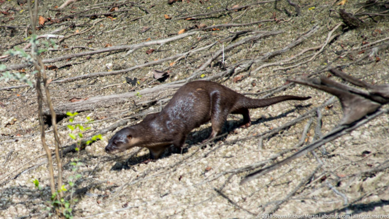 Neotropical river otter moving across a root-covered exposed riverbank, seen from above with its long tail trailing.