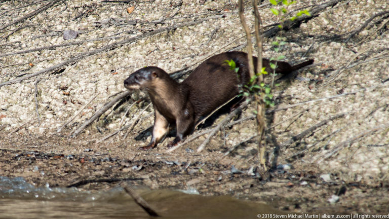 Neotropical river otter standing on a steep eroded riverbank among exposed roots, with dark brown coat and long tail.