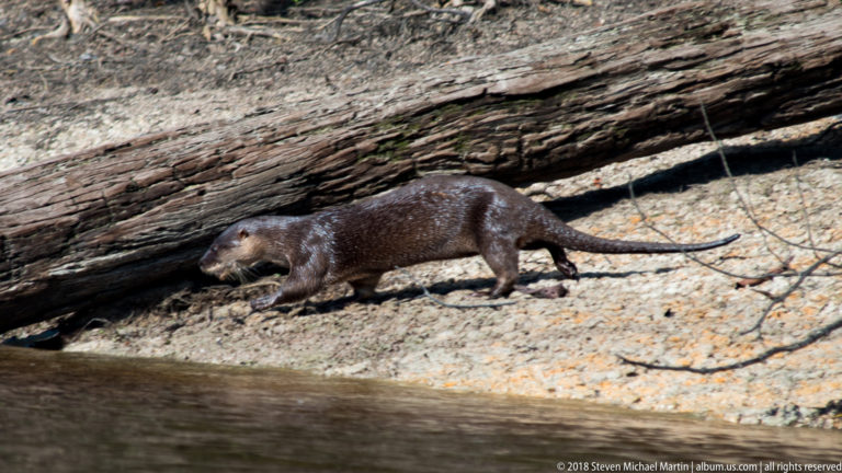 Full-body Neotropical river otter walking along a sandy-mud bank beneath a fallen log, with long tapered tail extended behind.