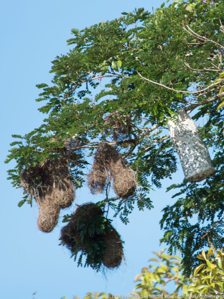 Cluster of long pouch-shaped woven bird nests hanging from outer tree branches against a blue sky.