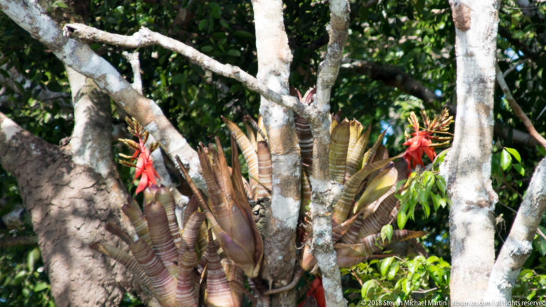 Large epiphytic bromeliad growing in a tree fork, with striped rosette leaves and bright red flower spikes.