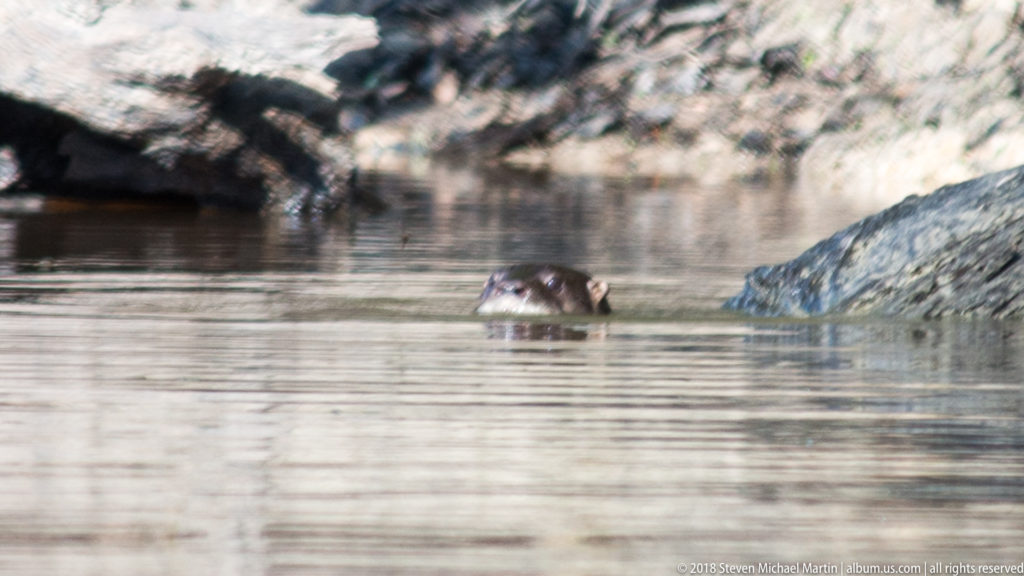 Distant Neotropical river otter with only its head visible above calm water beside a pale muddy bank.