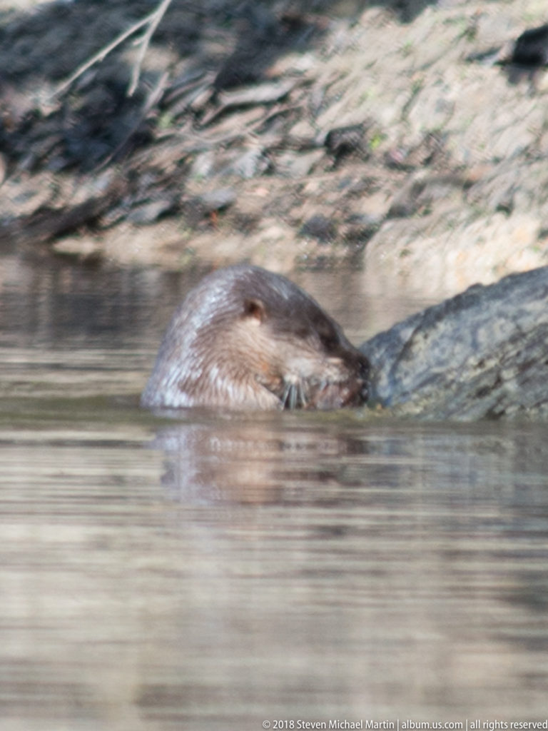 Close profile of a Neotropical river otter swimming with nose near the surface beside a blurred muddy bank.