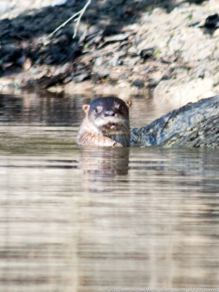 Side view of a Neotropical river otter swimming beside a sloping muddy bank with head and upper back above water.
