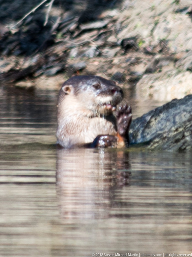 Neotropical river otter upright in shallow water beside a bank, holding both forepaws close to its mouth.