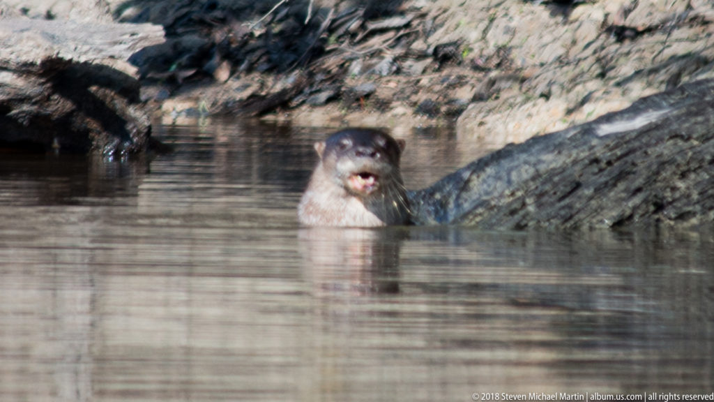 Neotropical river otter surfacing beside a muddy bank with mouth open and pale chin visible above the waterline.