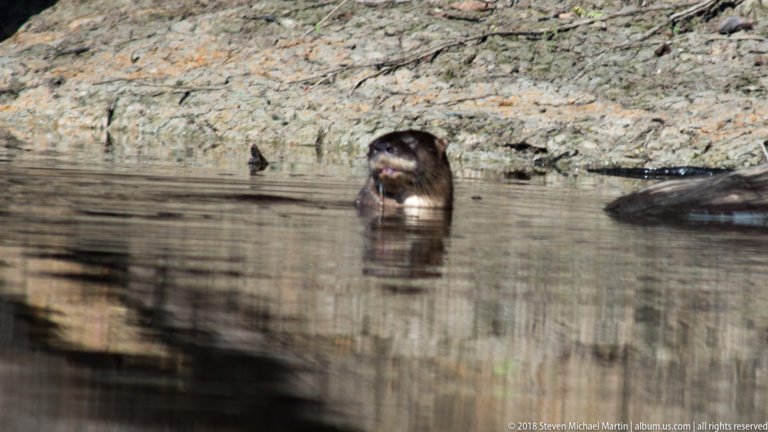 Front-facing Neotropical river otter in shallow water near a muddy bank, with pale muzzle and faint reflection.