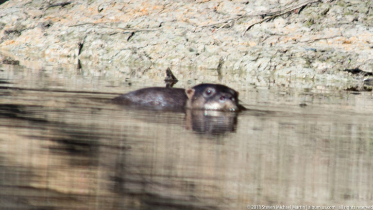 Neotropical river otter swimming close to a muddy bank with head and upper back above the reflective water.