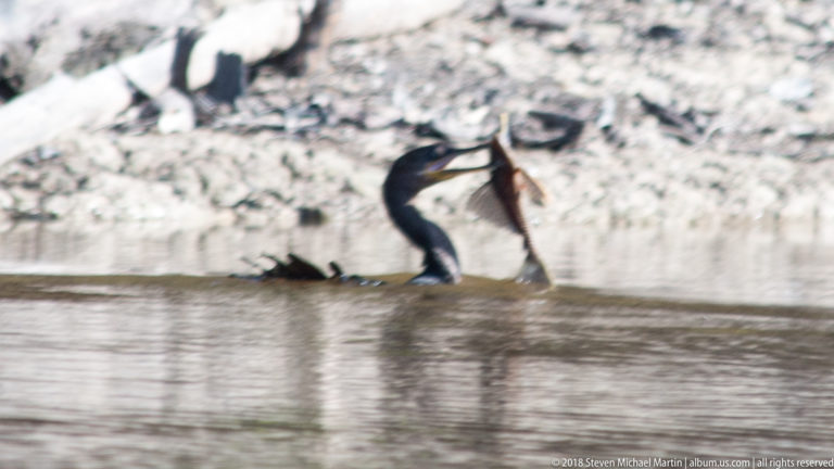 Anhinga holding a large fish nearly vertical at the tip of its bill while swimming low in the river.
