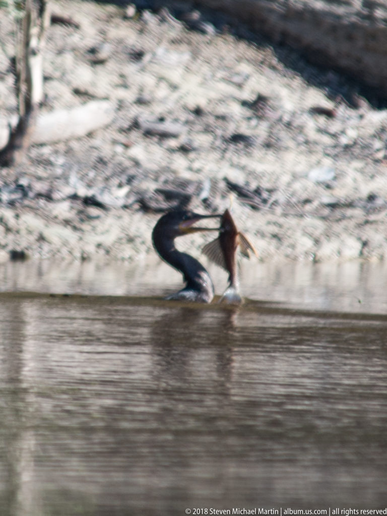 Anhinga lifting a fish above the water with its long bill, the bird and shoreline slightly blurred by motion.