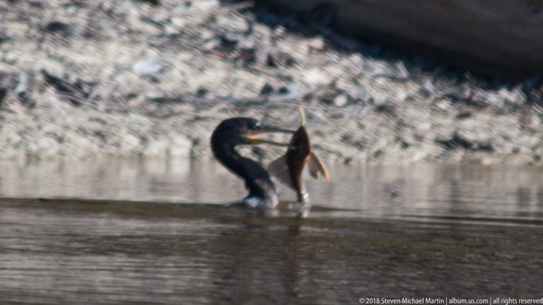 Anhinga swimming nearly submerged while manipulating a fish in its long pointed bill.