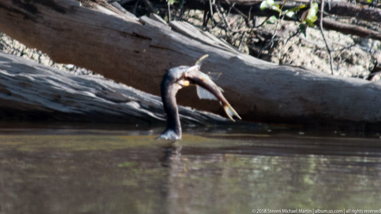 Anhinga arching its long neck while holding a fish crosswise in its pointed bill beside a fallen log.