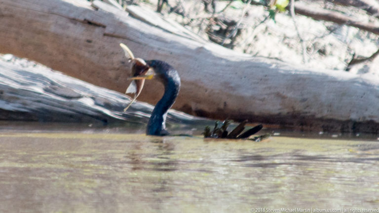 Anhinga holding a large fish in its pointed bill while swimming low near a pale fallen trunk.
