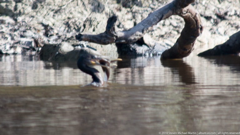 Anhinga swimming low with a fish held crosswise in its long pointed bill, beside fallen timber and a muddy riverbank.