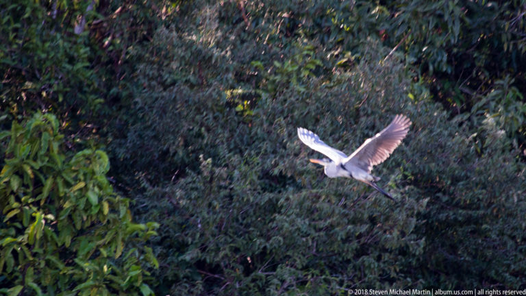 Cocoi heron flying across a dark forest background with broad gray wings raised, neck retracted, and long legs trailing.