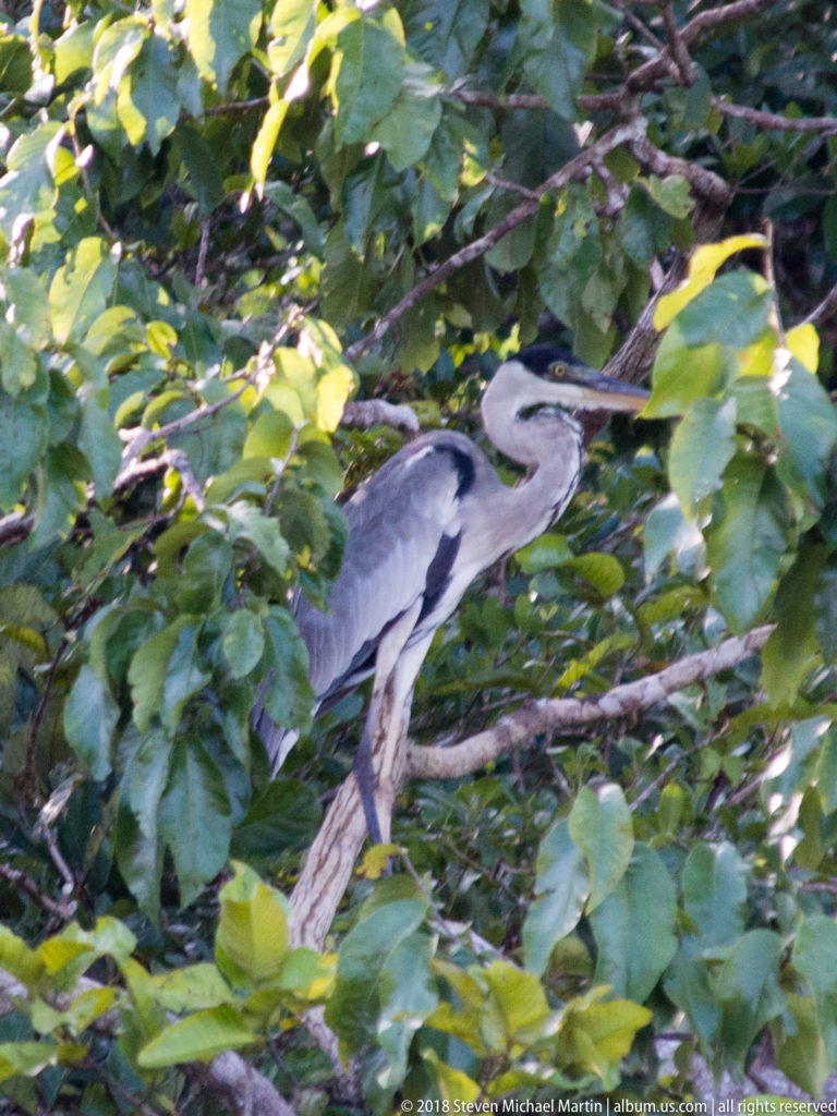 Side view of a Cocoi heron resting on a branch beneath green leaves, with gray wing, pale neck, black crown, and long bill.