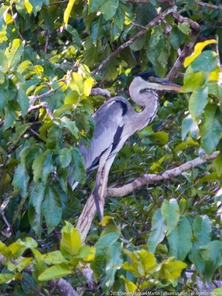 Cocoi heron perched sideways on a sloping branch among green leaves, with gray wings, white neck, black crown, and long bill.