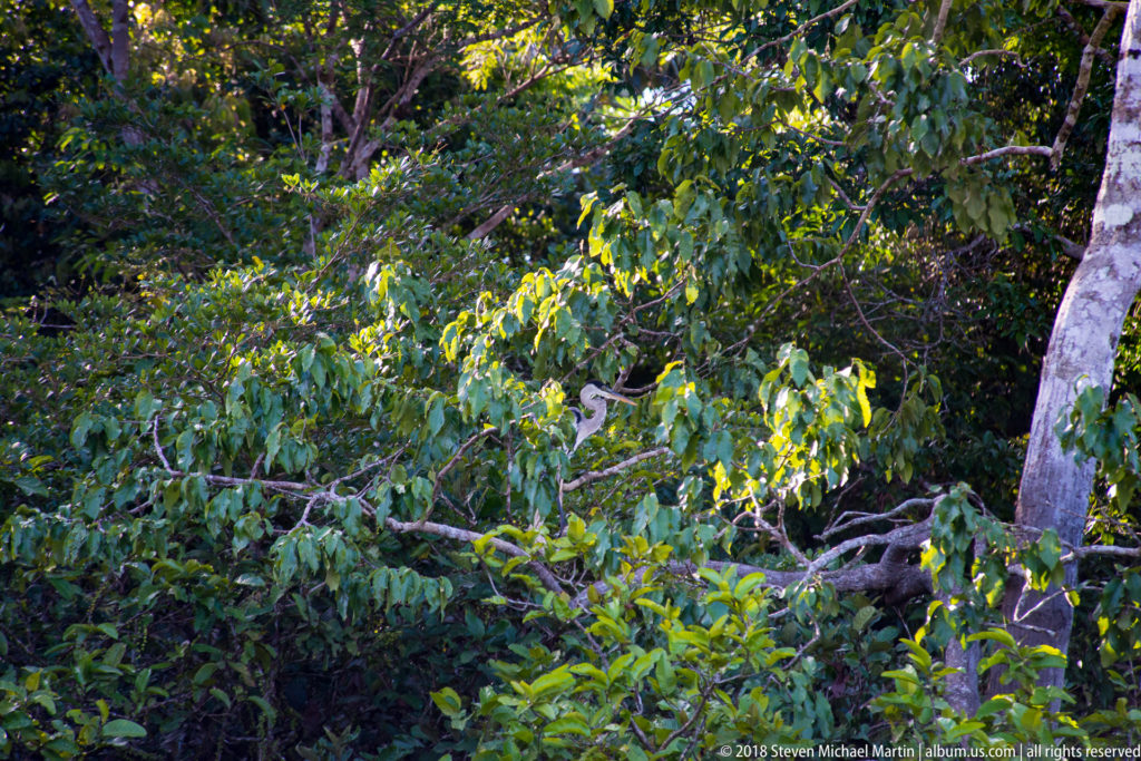 Distant Cocoi heron partly hidden among dense leafy branches in riverside forest.
