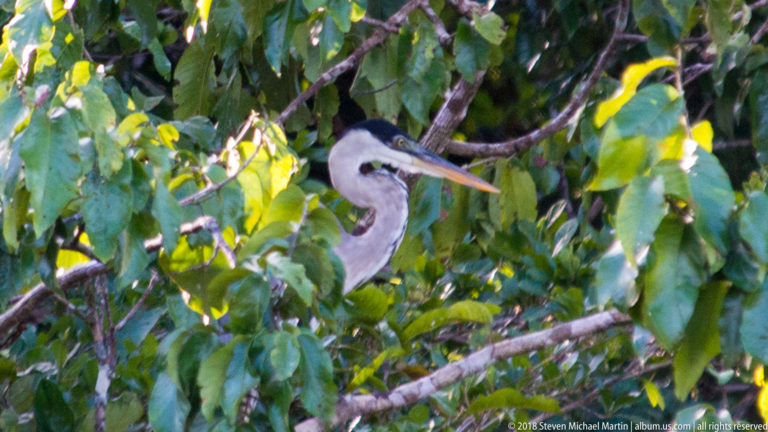 Cocoi heron head and neck emerging through dense green leaves, showing a black crown and long yellowish bill.