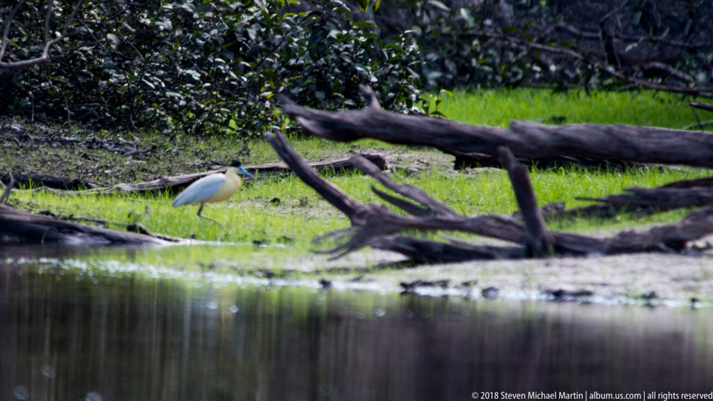 Distant Capped heron on a grassy riverbank among fallen logs, with dark water filling the foreground.