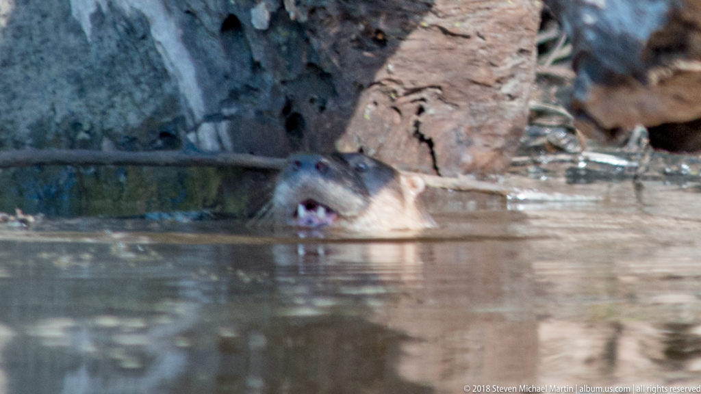 Neotropical river otter swimming beside an eroded bank with only its head and upper neck above muddy water.