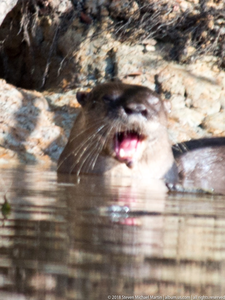 Neotropical river otter surfacing beside a muddy bank with mouth open, whiskers visible, and head reflected in brown water.