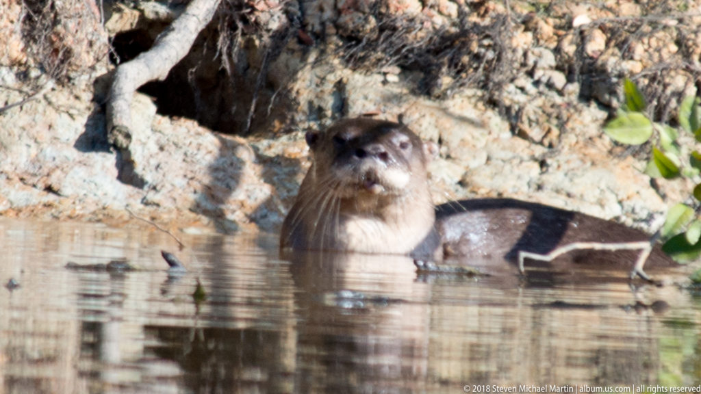 Giant river otter surfacing beside a rocky forest bank, with head, shoulders, and whiskered muzzle reflected in calm water.